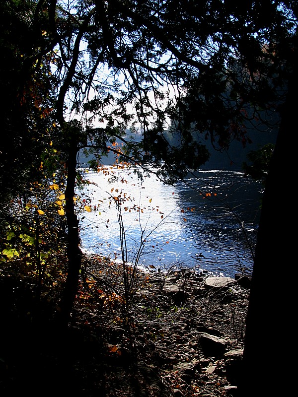 sous les bois