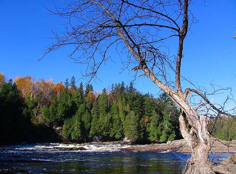 La rivire Montmorency et l'arbre mort