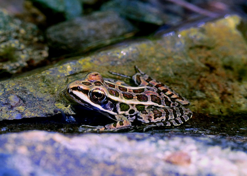 la grenouille des marais (for Buz K.)