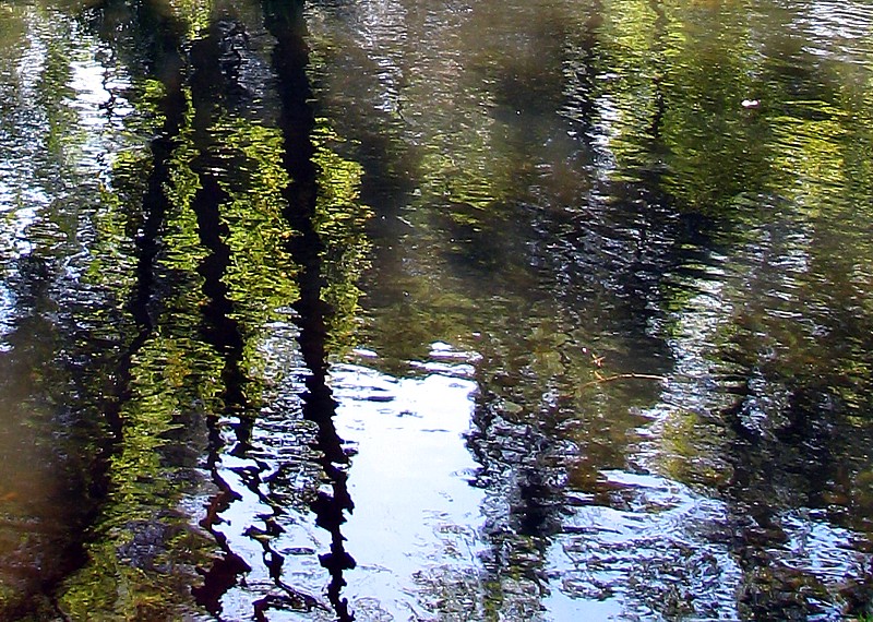 reflection des arbres  , Maizerets