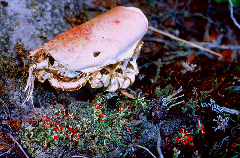 homard en coquille sur lit de lichens