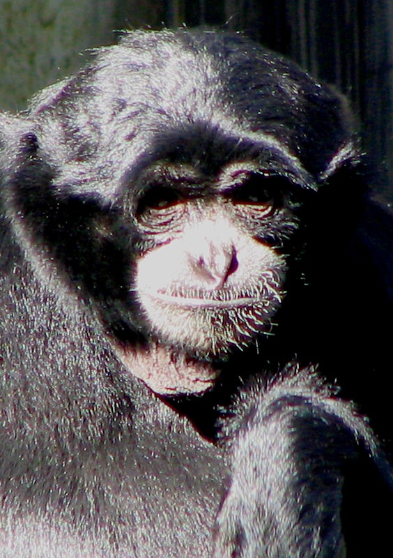 portrait de singe