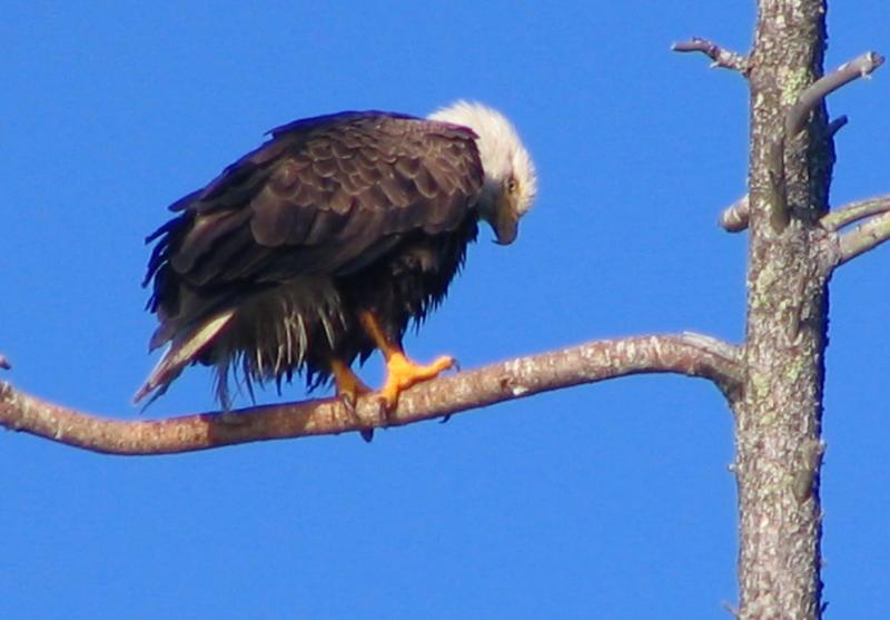 l'aigle