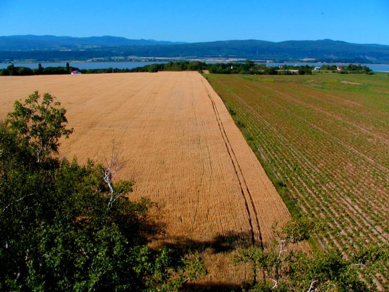 le champs de bl,  ile d'Orlans