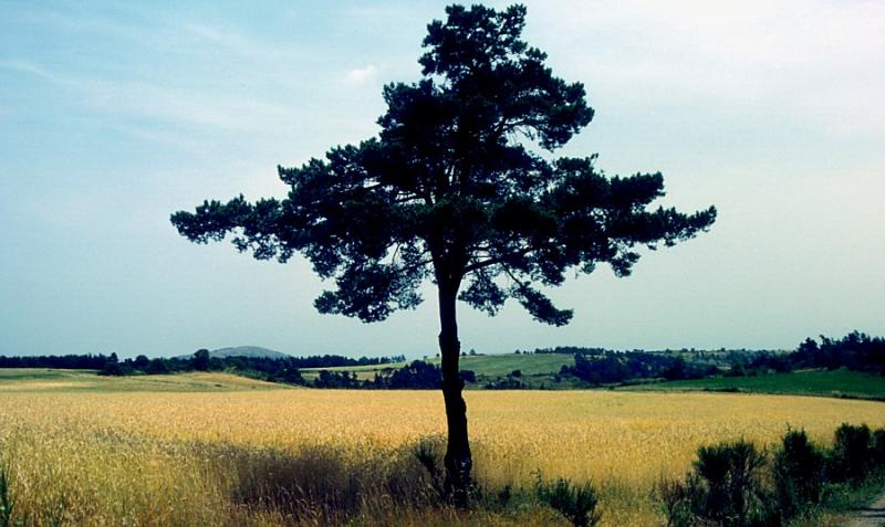 l'arbre et le champ de bl