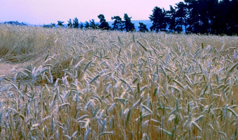le champ de bl