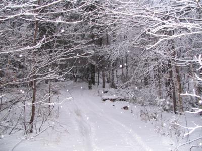 v3/83/550183/3/42446297.SOUSBOISENNEIGE.jpg