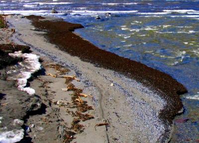 v3/83/550183/3/43417295.landart.jpg
