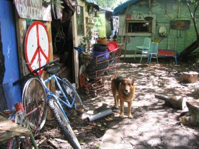 Peace Dog (Fastlane Peace Camp-Scotland)