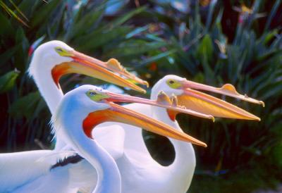 trio de plicans ,  Marineland