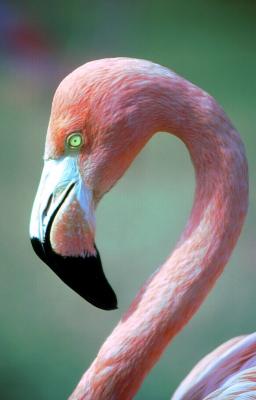 le flamand rose,  Marineland