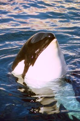 v3/83/550183/3/49874559.killerwhale.jpg