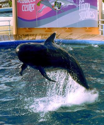 le saut du rorqual