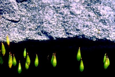gouttelettes vertes flottantes