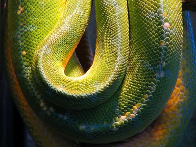 le serpent
