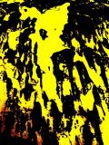 yellow labrador