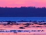 les oies au coucher , Rimouski