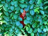 surprise