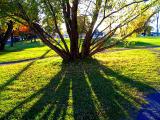 l'arbre éventail