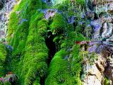 cascade de mousse