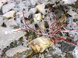la plante araignée de glace