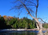 La rivière Montmorency et l'arbre mort