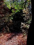 forêt d'automne