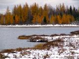 les mélèzes roux du Lac Noir