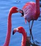 les flamands roses