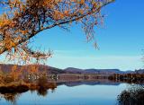 le mélèze du lac Delage