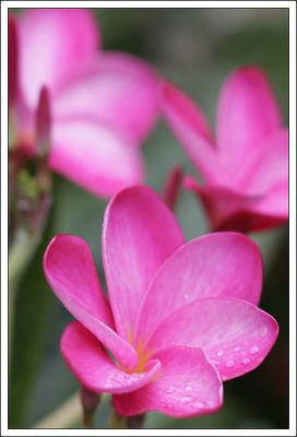 Plumeria and Water