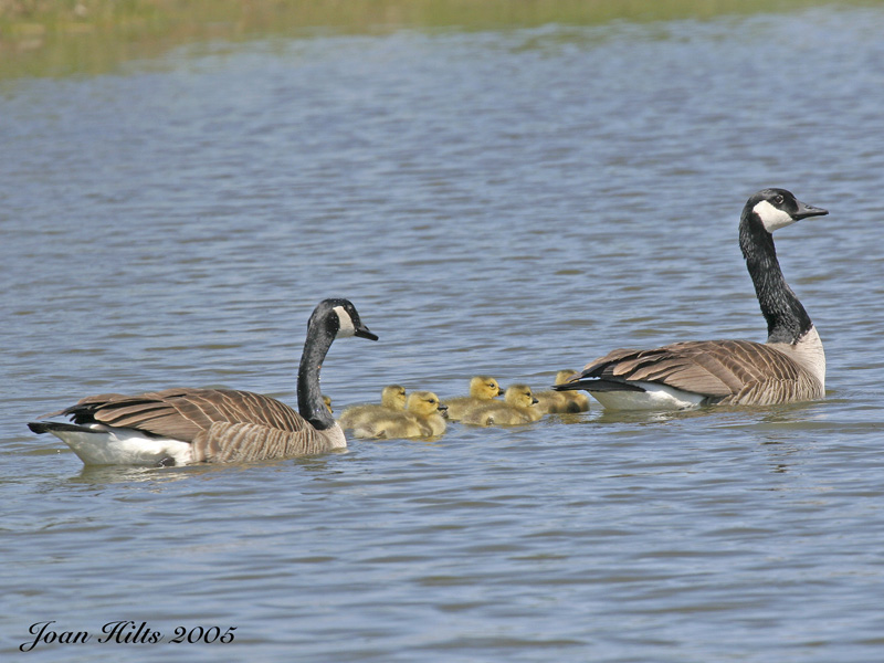Canada Goose 11