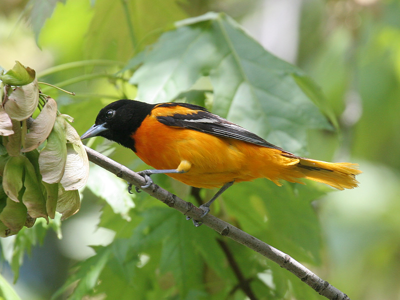 Baltimore Oriole 01