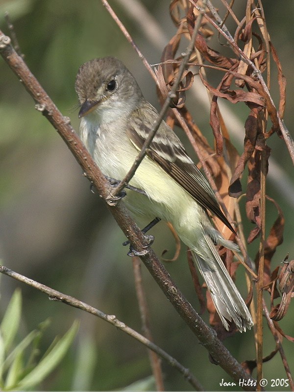 Willow Flycatcher 01