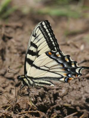 Tiger Swallowtail 01