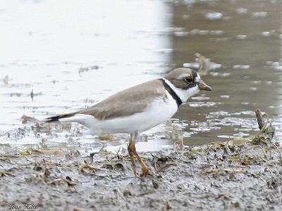 v3/83/55683/3/44342485.SemipalmatedPlover01.jpg