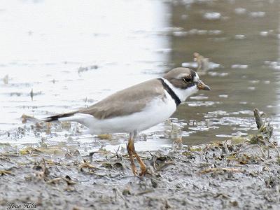 Semipalmated Plover 01