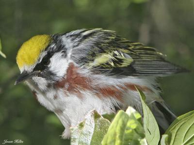 Chestnut-sided 01
