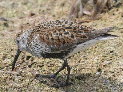 Dunlin 02