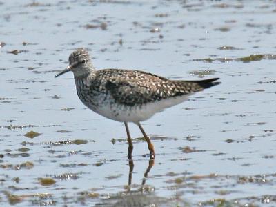 Lesser Yellow Legs 01