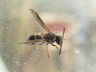 v3/83/55683/3/44683957.YellowJacket01.jpg