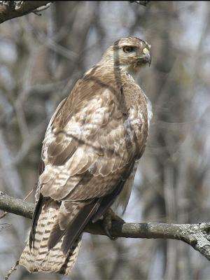 Red-tailed Hawk 04