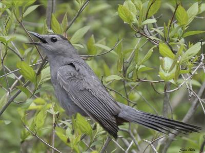 v3/83/55683/3/44683964.GrayCatbird01.jpg