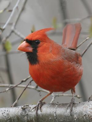 v3/83/55683/3/44684970.NorthernCardinal08.jpg