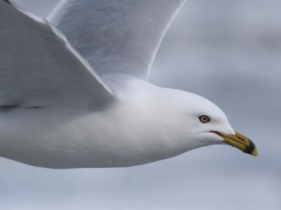 Ring-billed 06