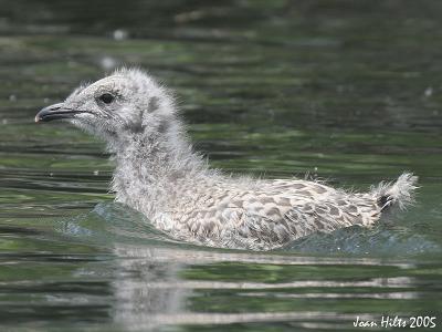 Ring-billed 07