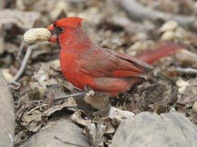 v3/83/55683/3/45004339.NorthernCardinal09.jpg