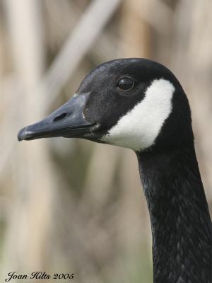 Canada Goose 10