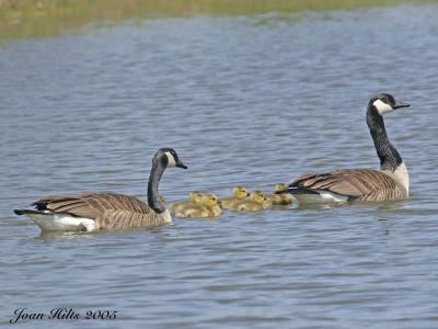 Canada Goose 11