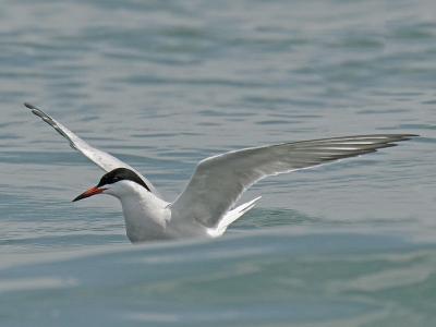 Common Tern 03
